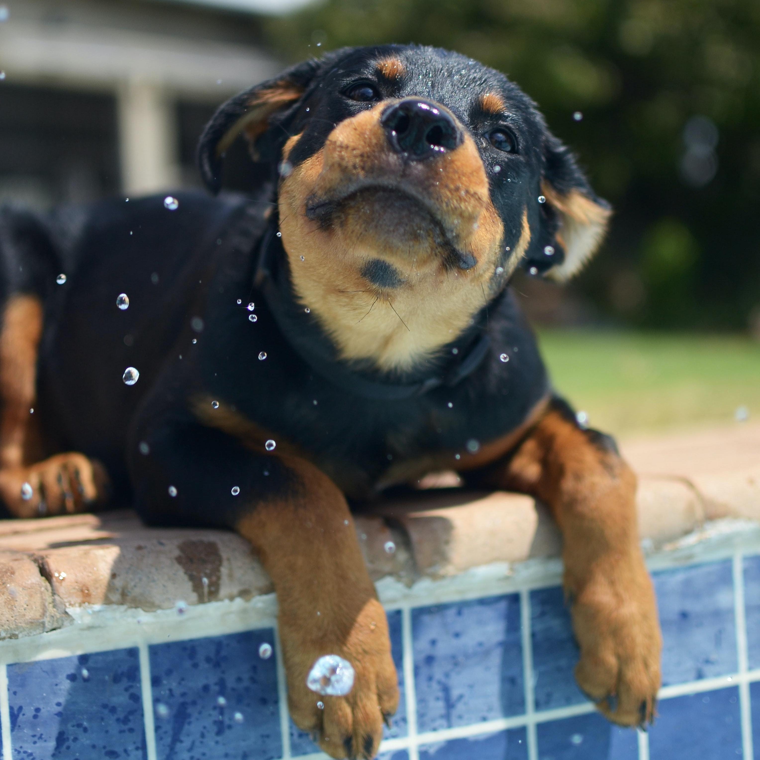 3 Ways to Cool Down a HOT Dog