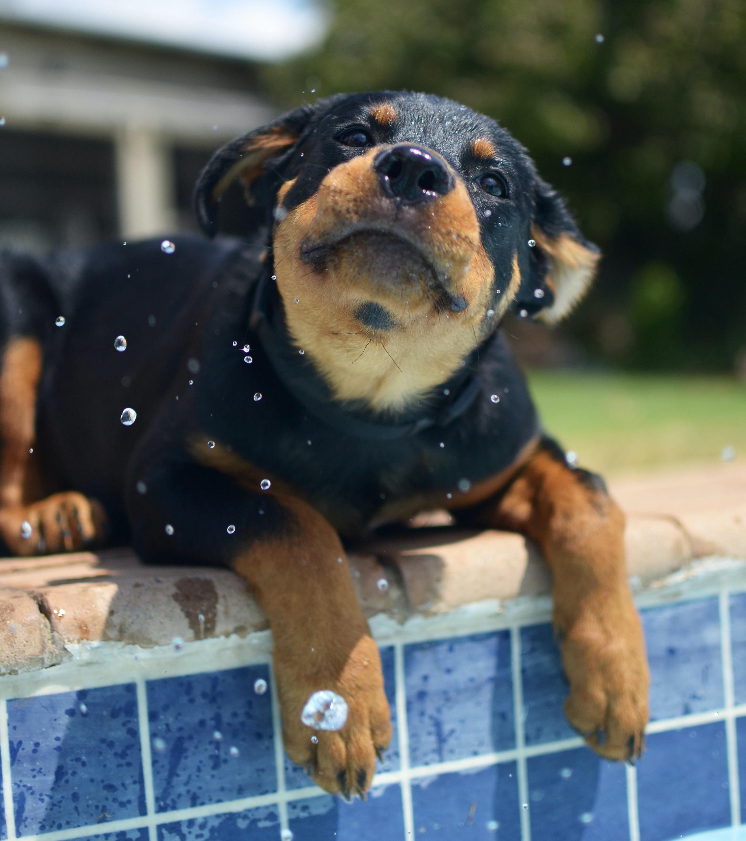 3 Ways to Cool Down a HOT Dog