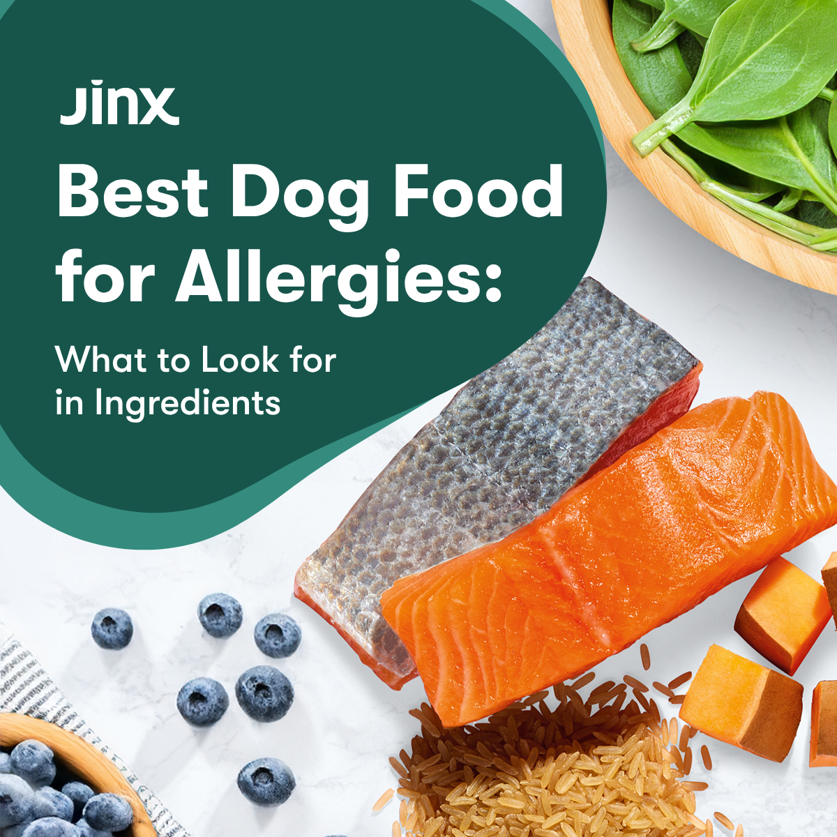 Best Dog Food for Allergies