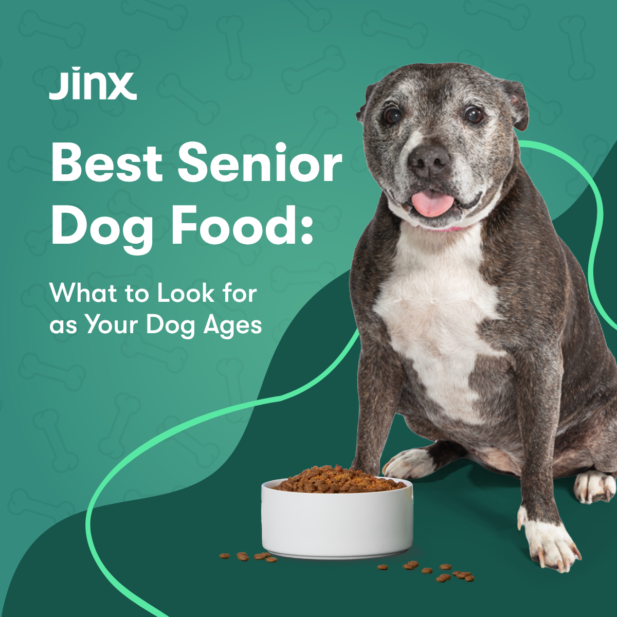 Best Senior Dog Food: What to Look for as Your Dog Ages