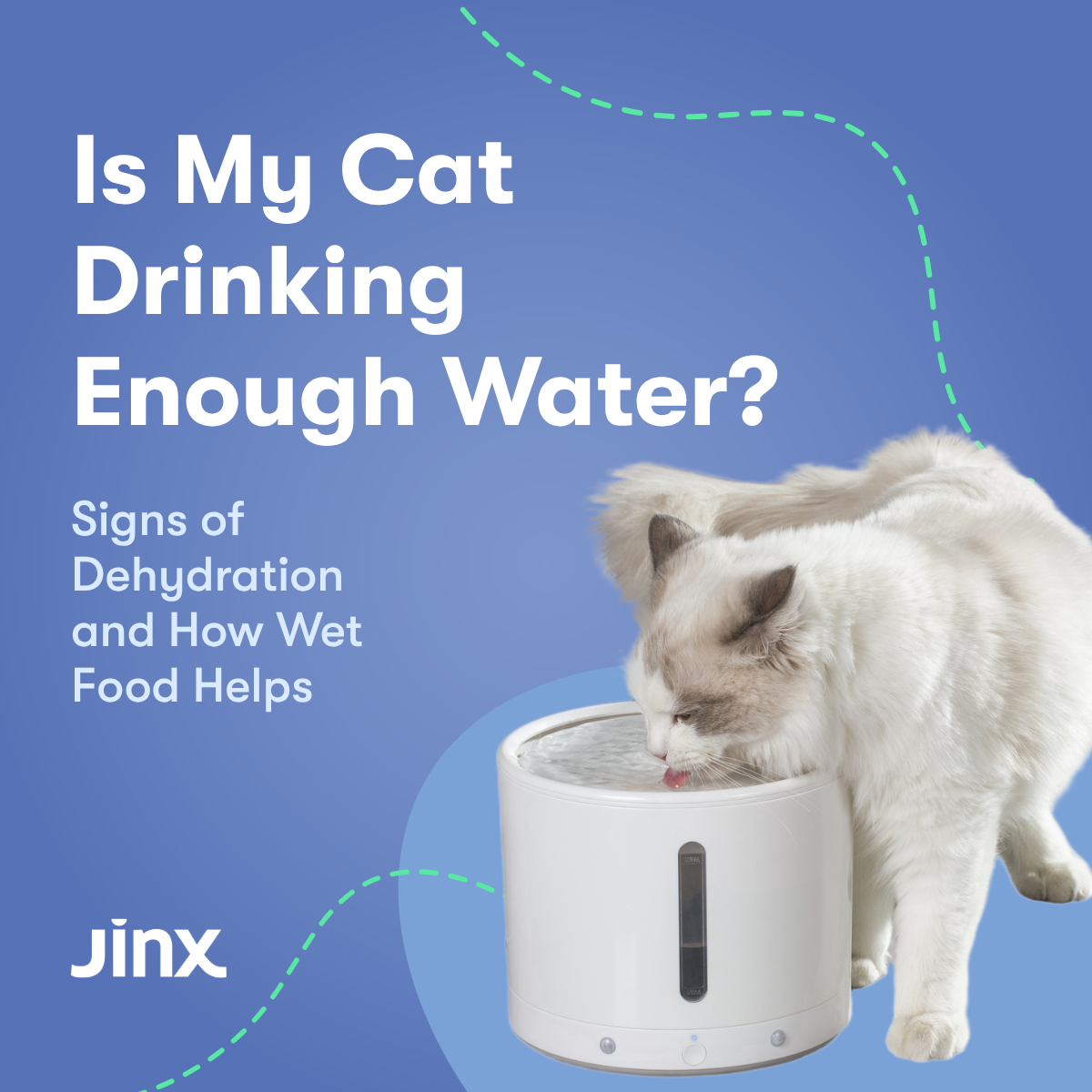 Is My Cat Drinking Enough Water? Signs of Dehydration and How Wet Food Helps