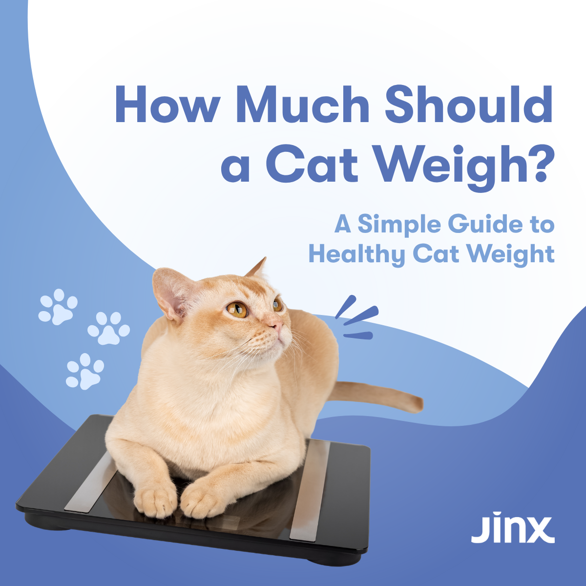 How Much Should a Cat Weigh? A Simple Guide to Healthy Cat Weight