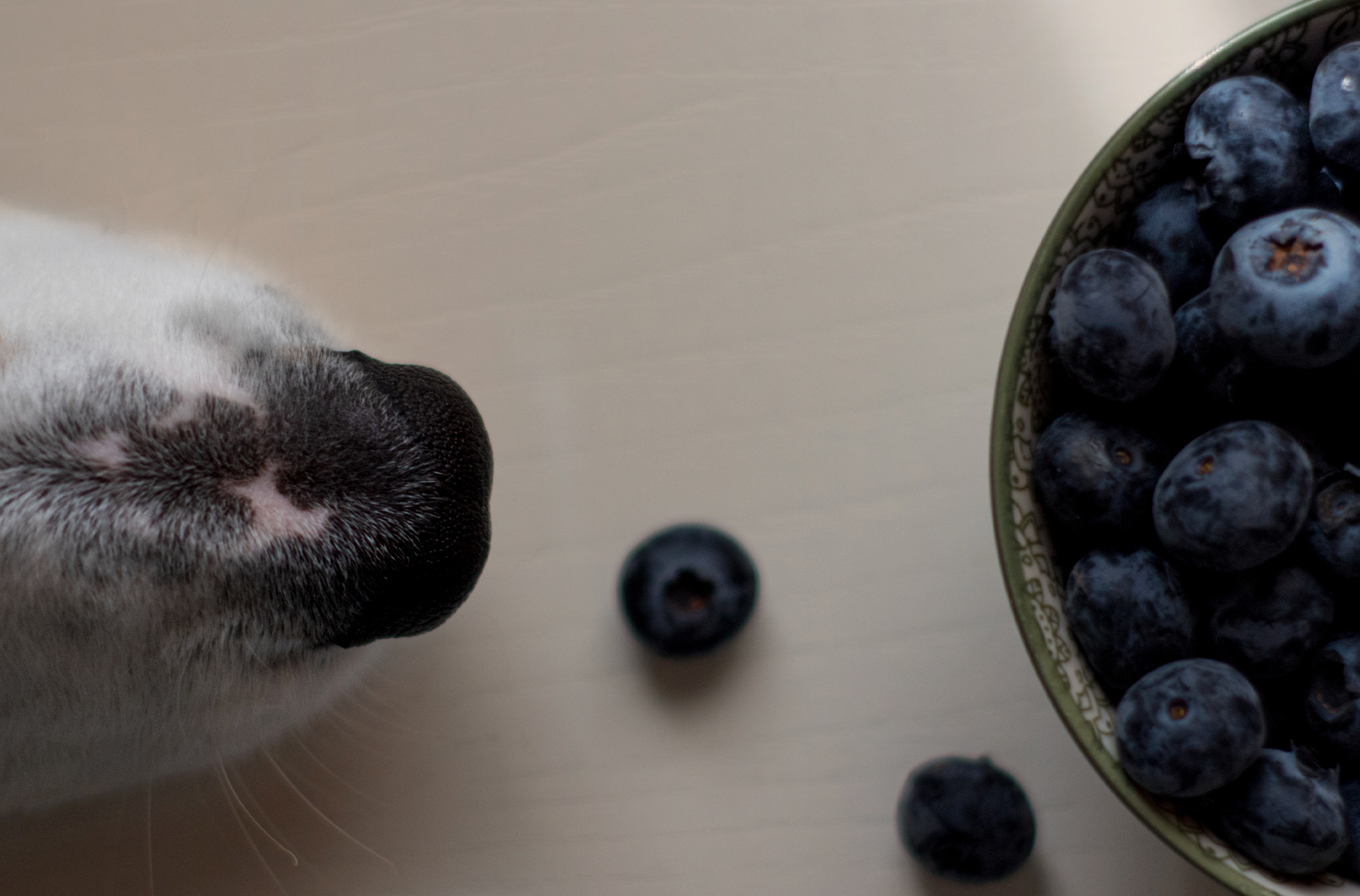 Can Dogs Eat Blueberries?