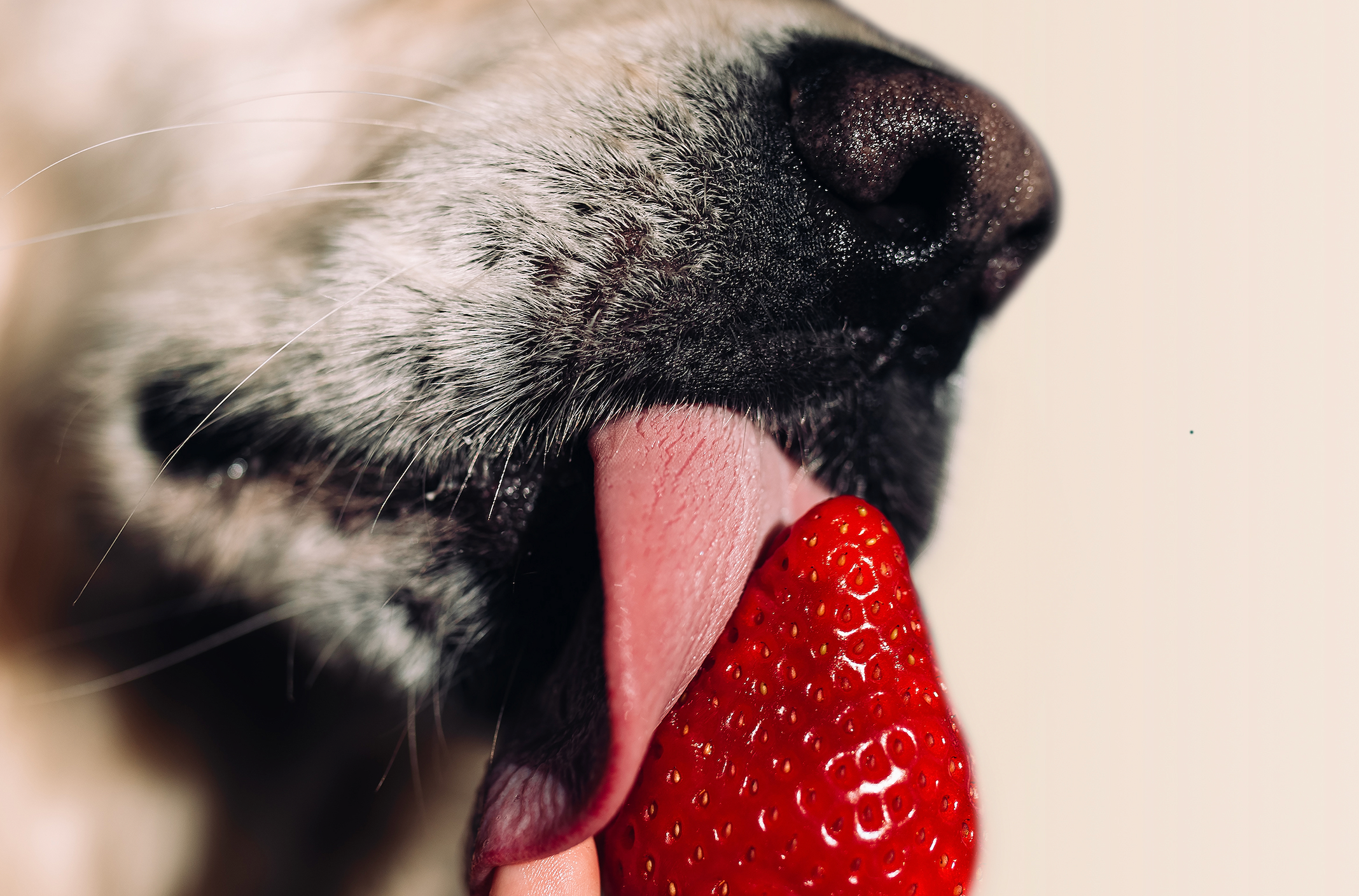 Can Dogs Eat Strawberries?