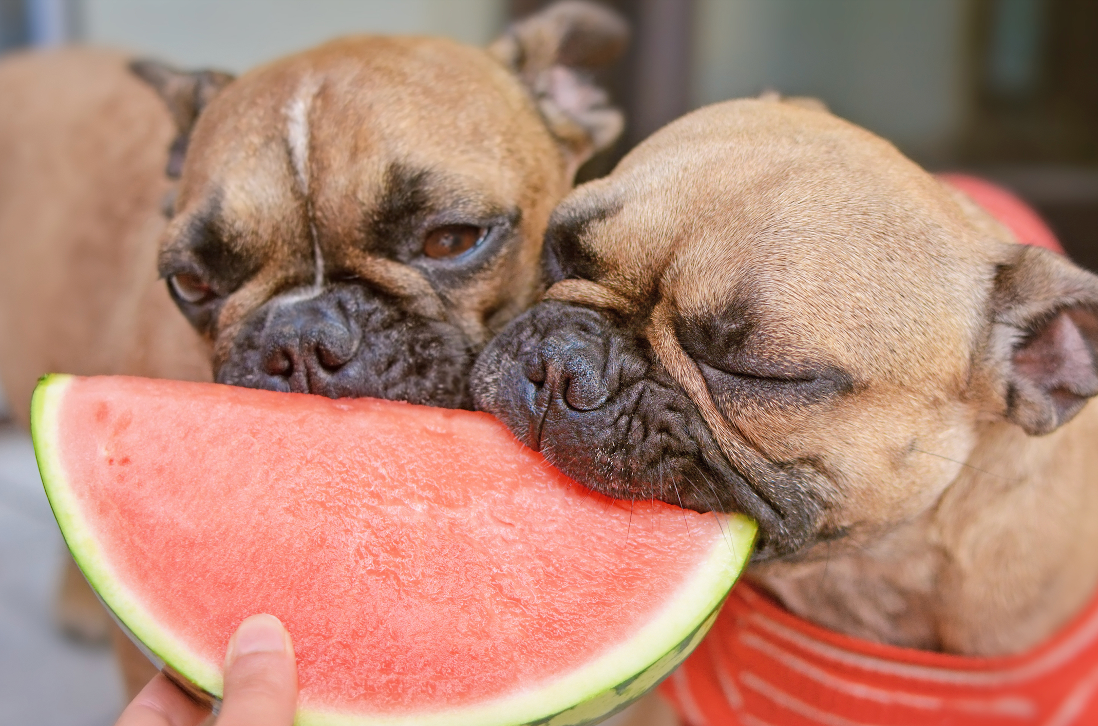 Can Dogs Eat Watermelon?