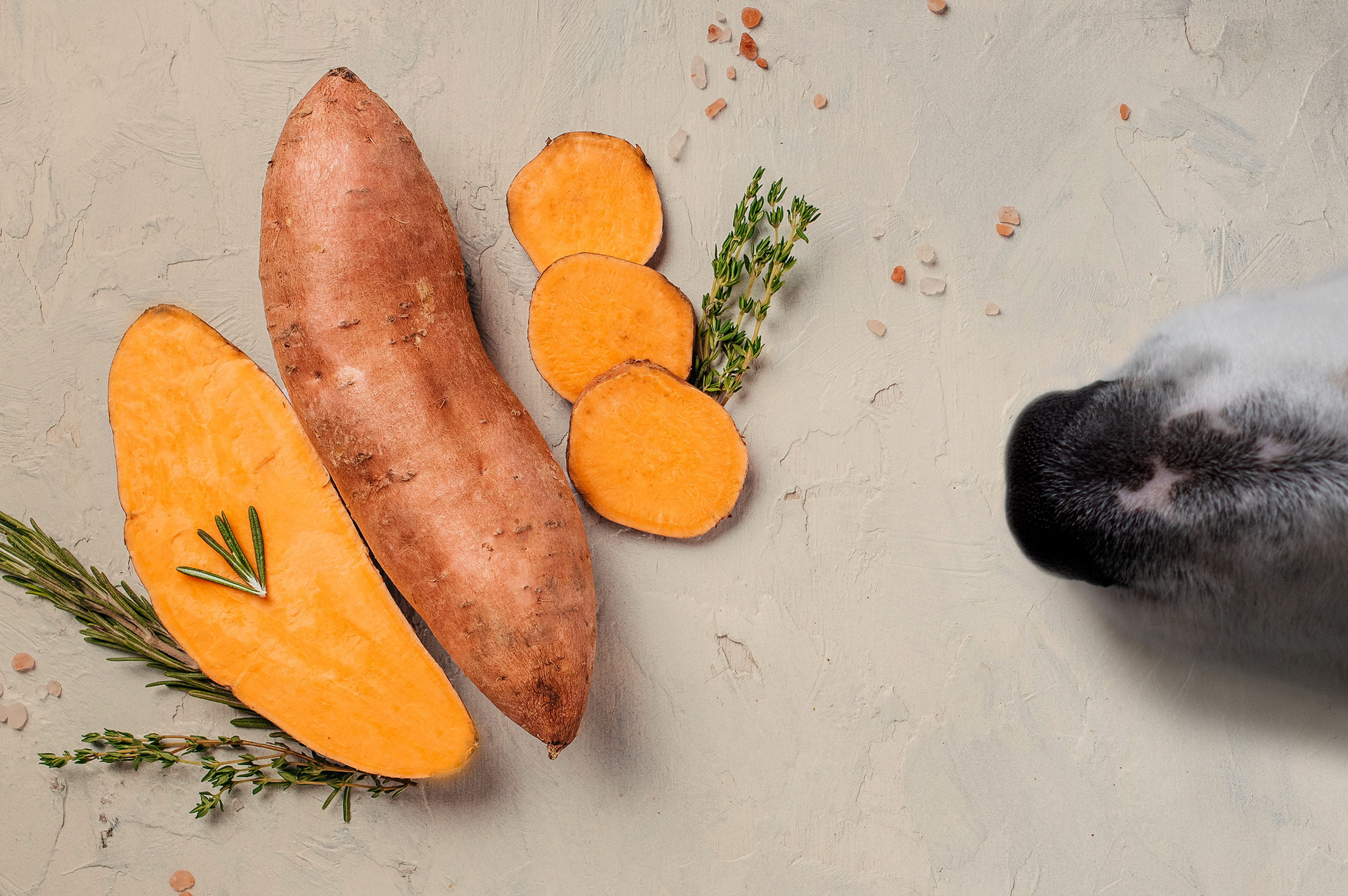 Can Dogs Have Sweet Potatoes?