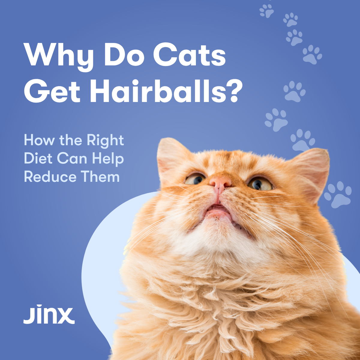 Why Do Cats Get Hairballs? How the Right Diet Can Help Reduce Them