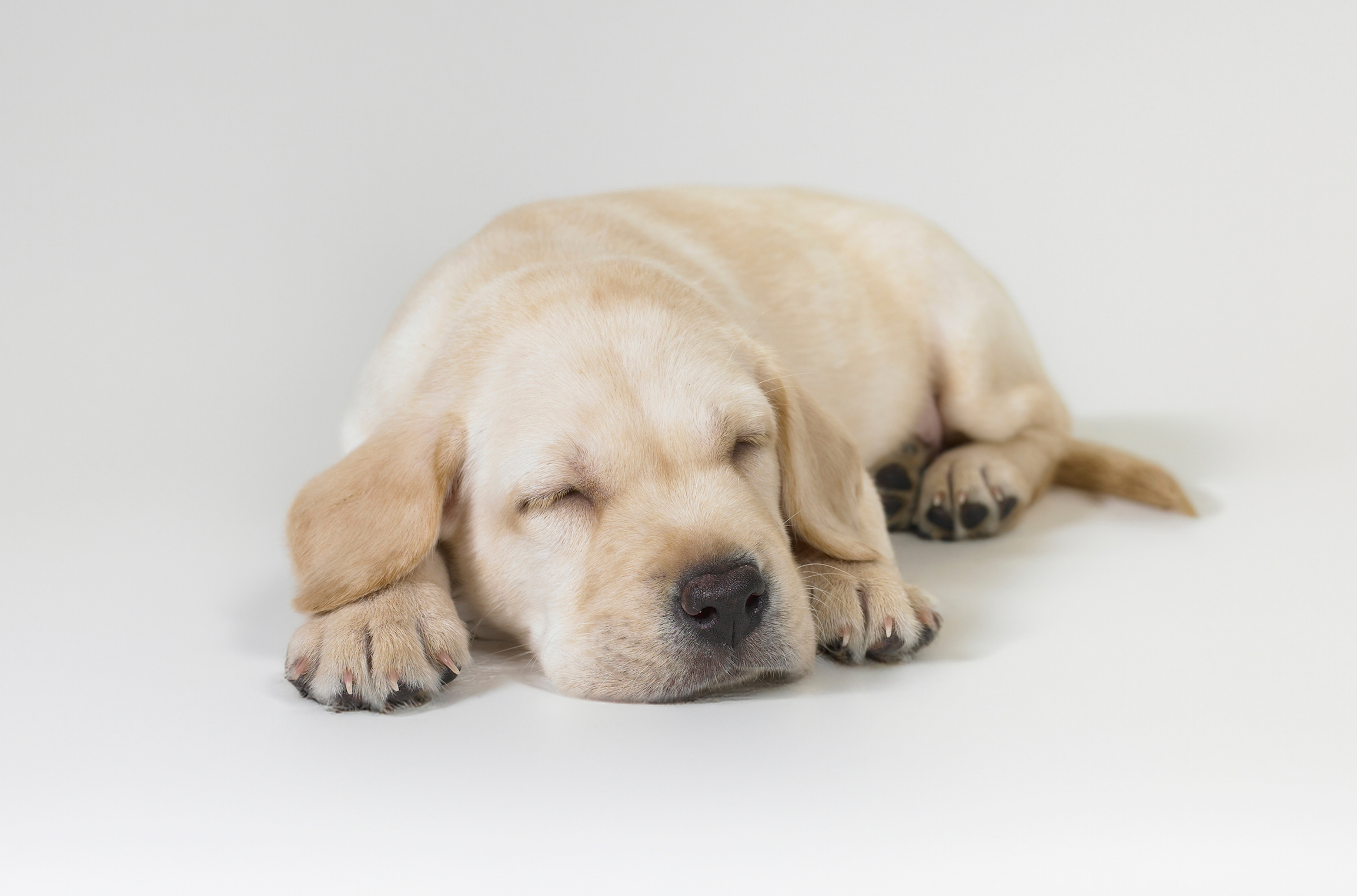 How Much Do Puppies Sleep?