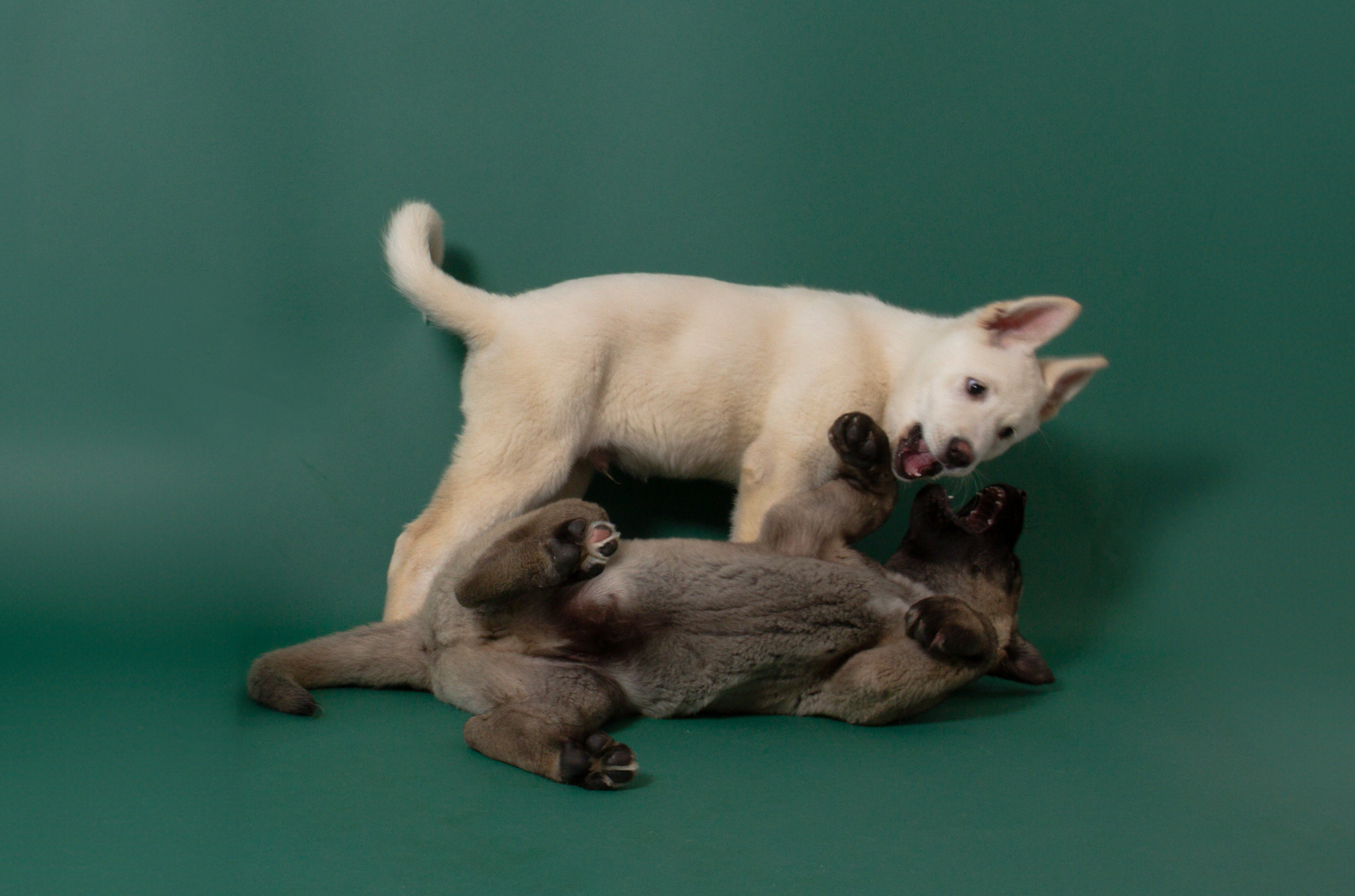 How To Introduce Dogs to a New Puppy