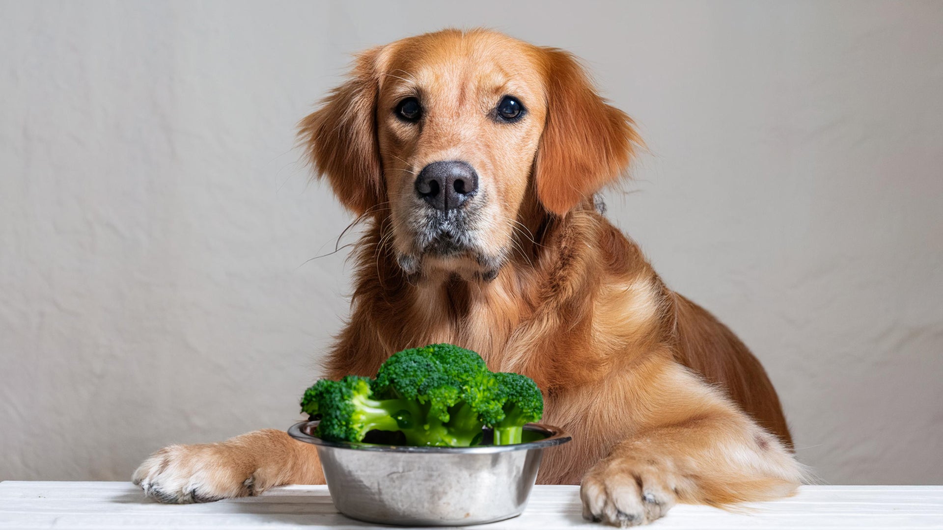 Is Broccoli Good for Dogs?