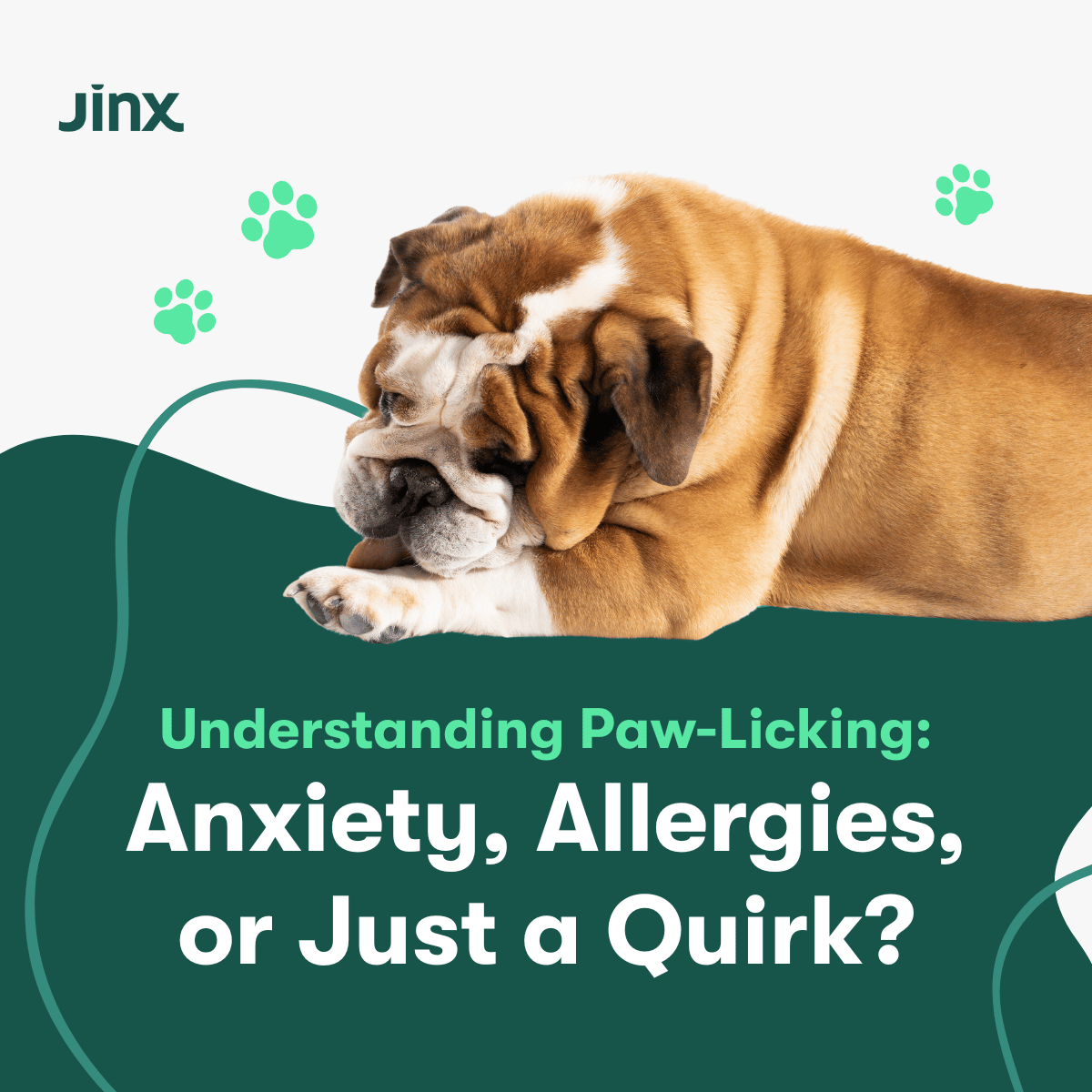 Why Dogs Lick Their Paws: Anxiety, Allergies, or Just a Quirk?