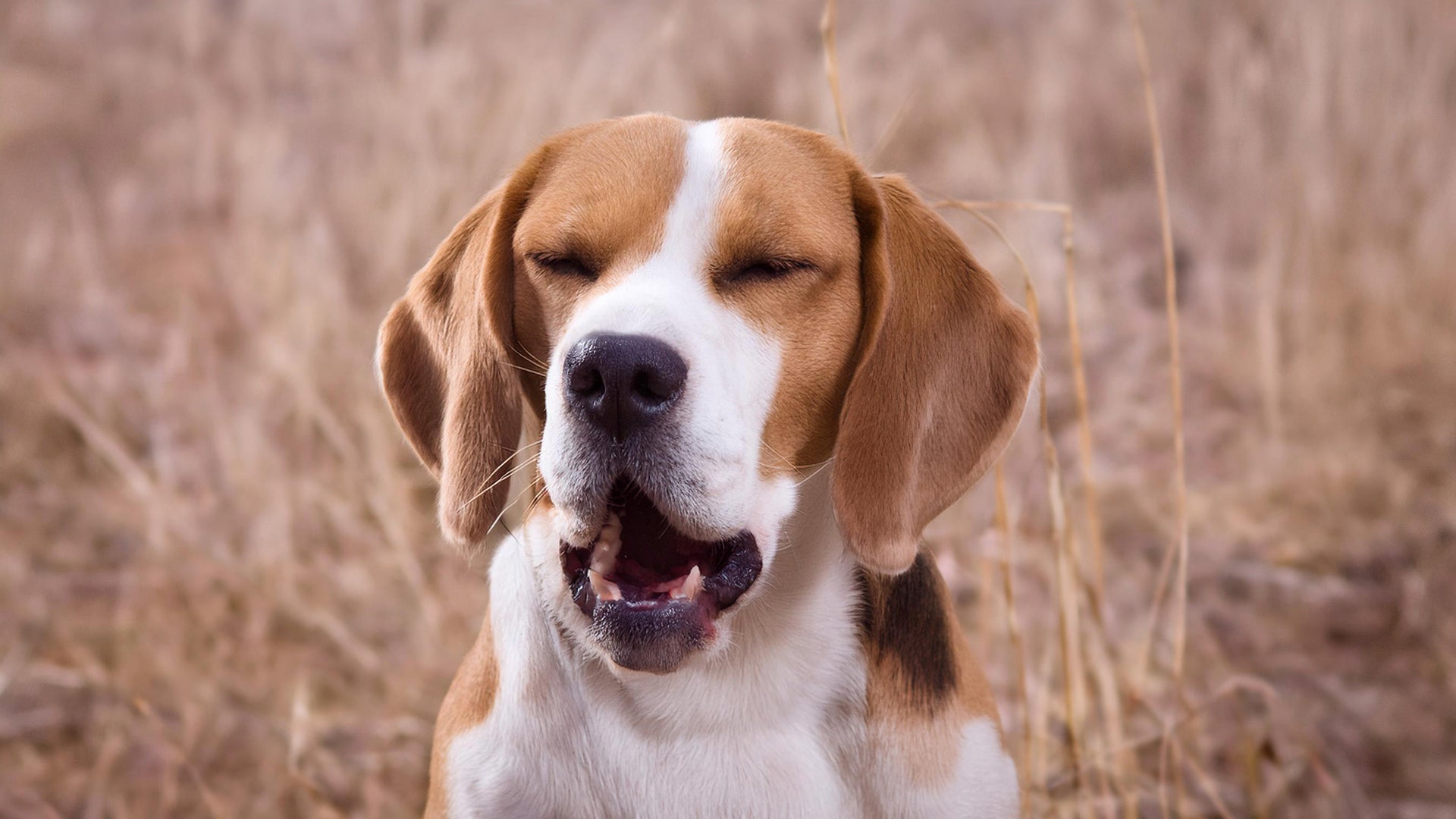 Reverse Sneezing in Dogs: Everything You Need to Know