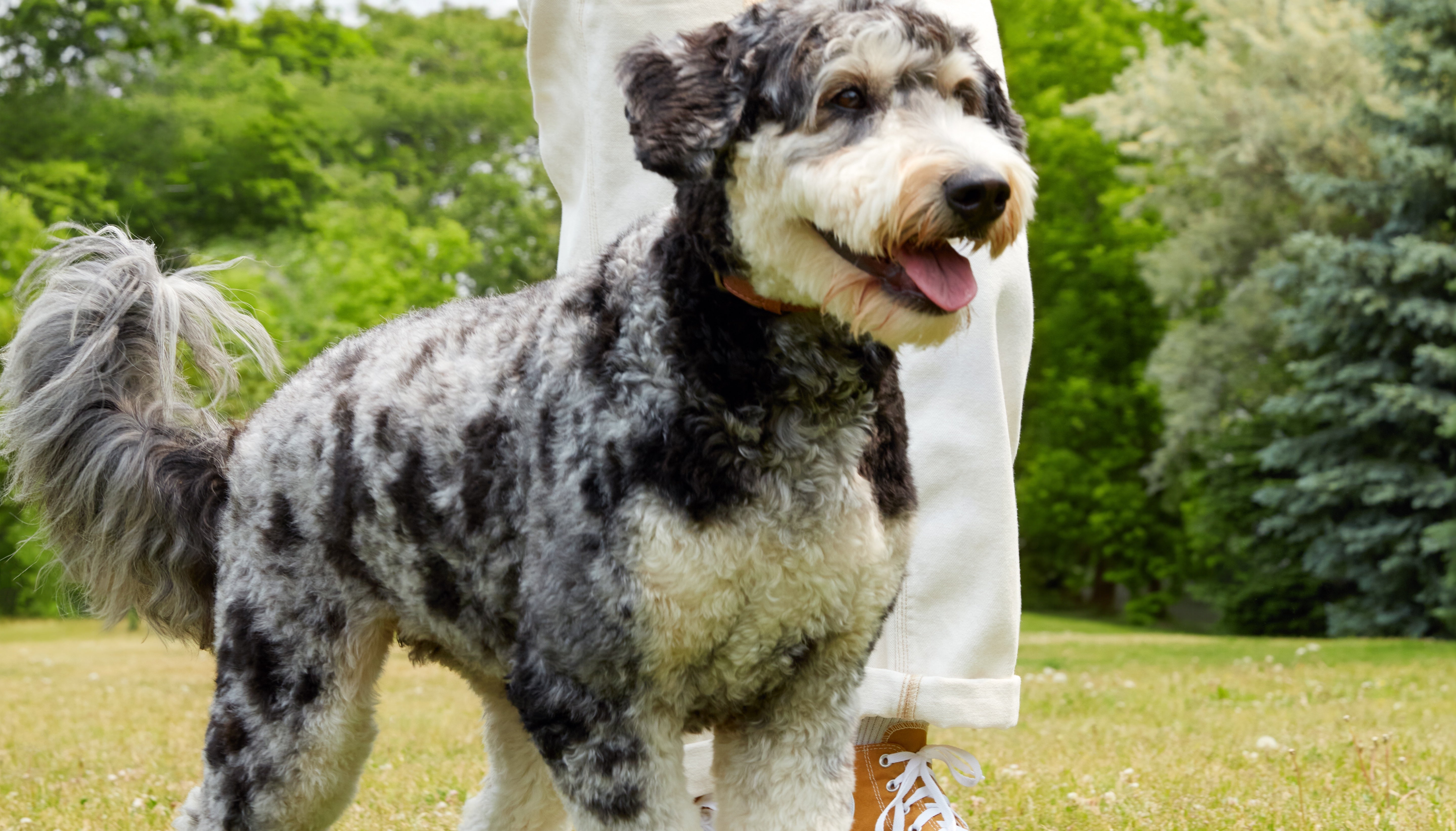 Dog Outdoors Camping