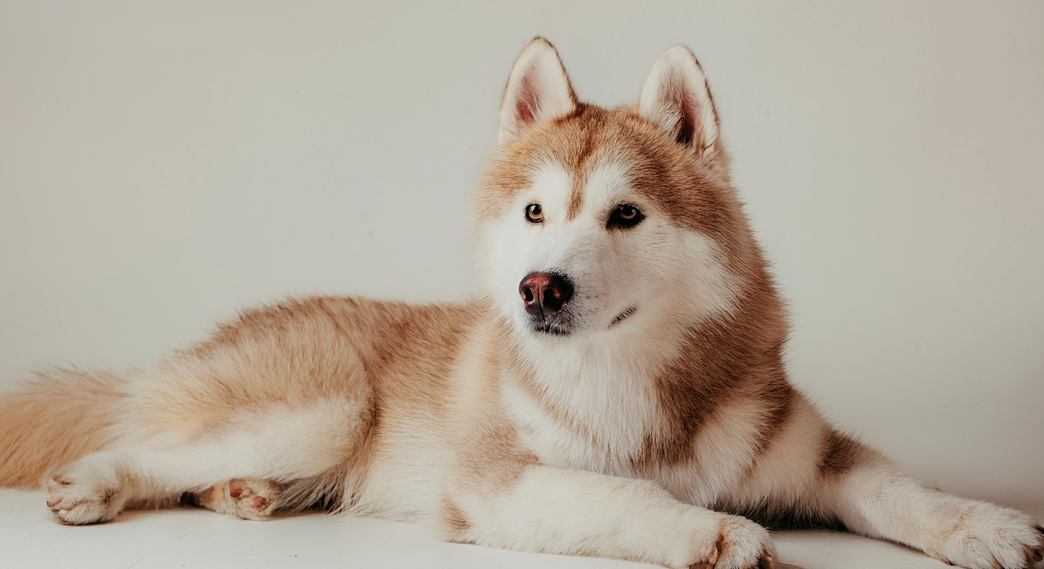 Types of Dog Allergies and How To Treat Them