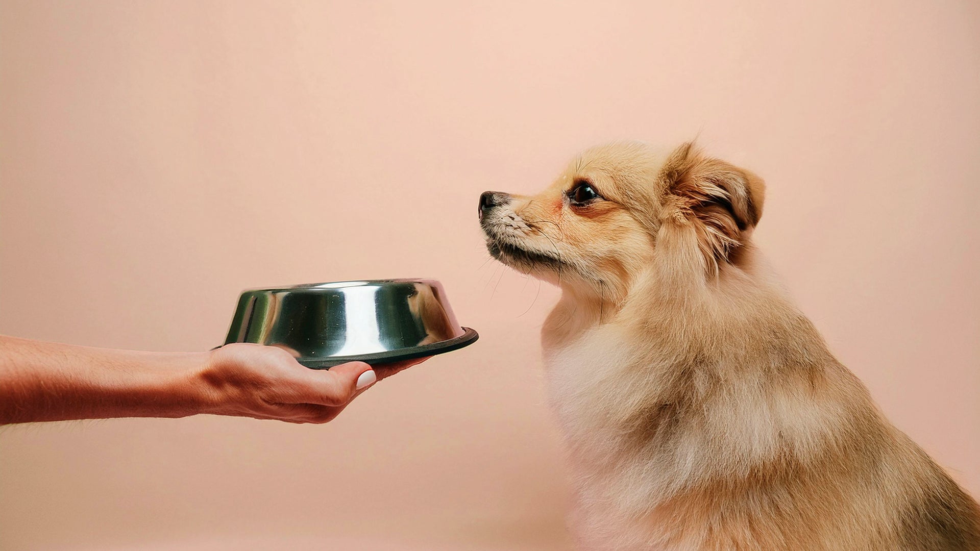 What To Give A Dog For An Upset Stomach: Home Remedies