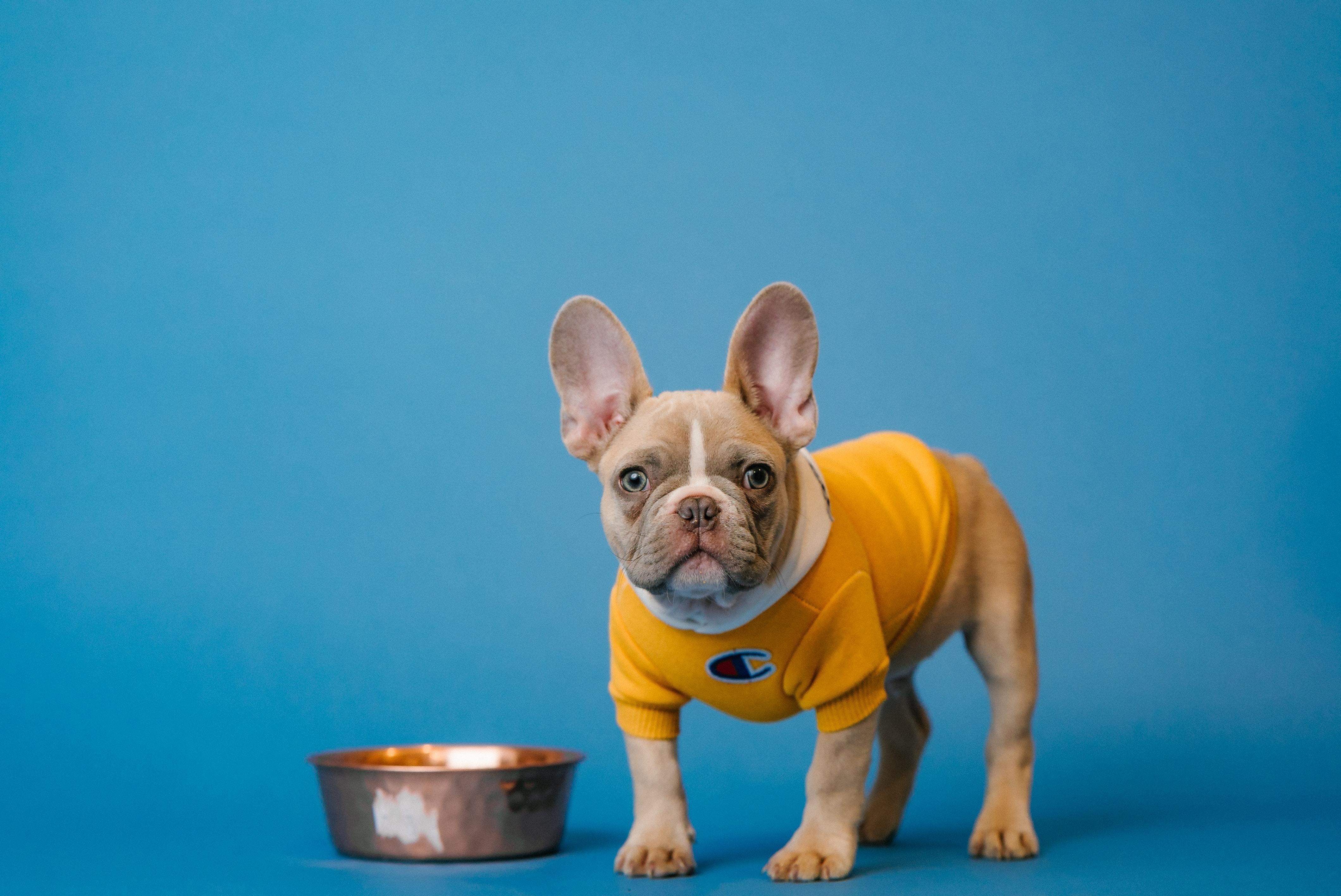 Ask a Vet: Kibble vs. Fresh or Raw Food