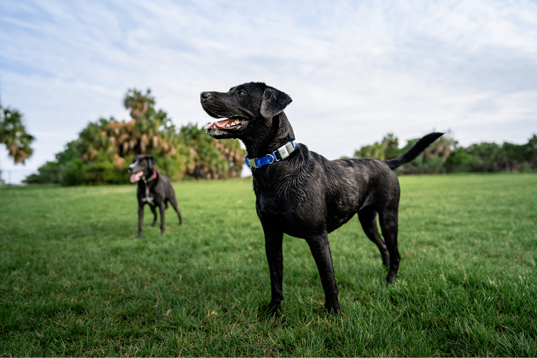 How much exercise does my dog need?