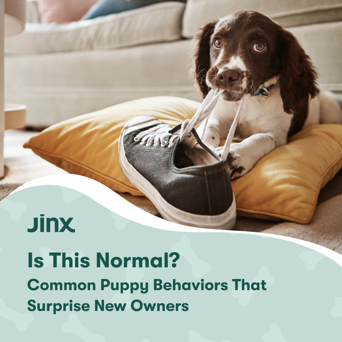 Is This Normal? Common Puppy Behaviors That Surprise New Owners