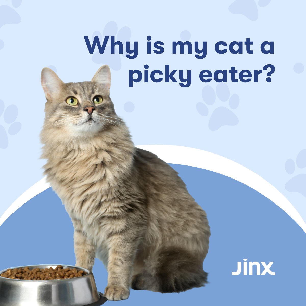 Why Is My Cat a Picky Eater?