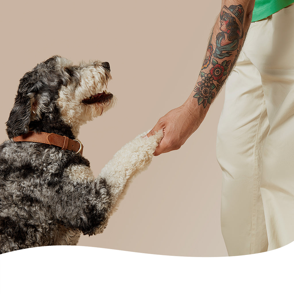 a person holding a dog's paw